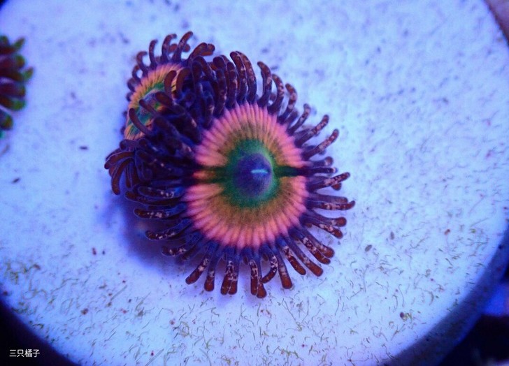 三只橘子 纽扣珊瑚 海水软体珊瑚 好看好养...
