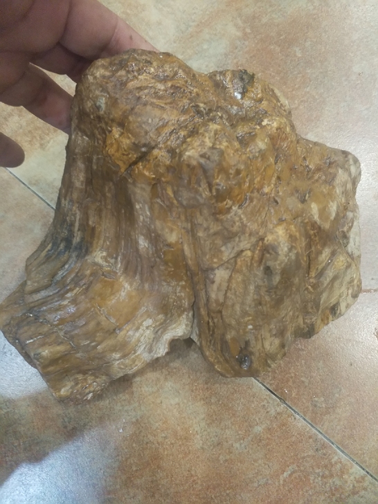 木化石个大100
