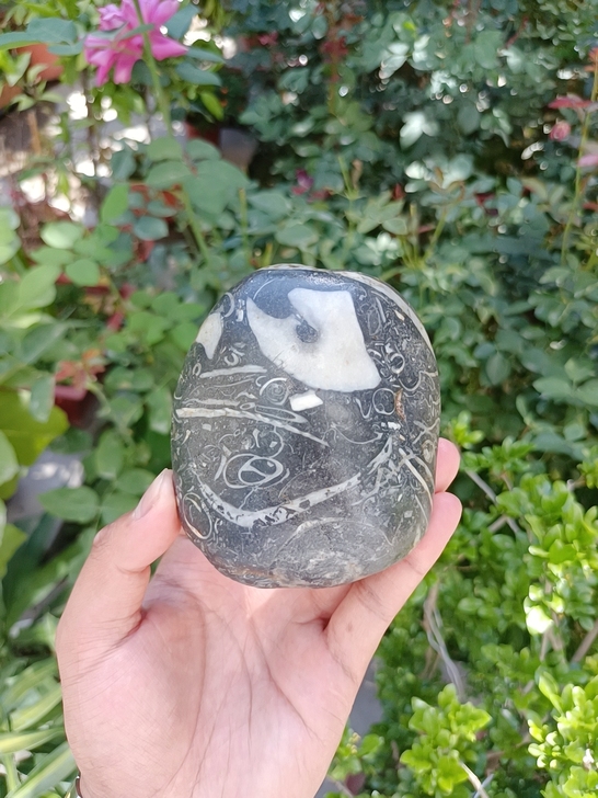 天然原石古生物化石。