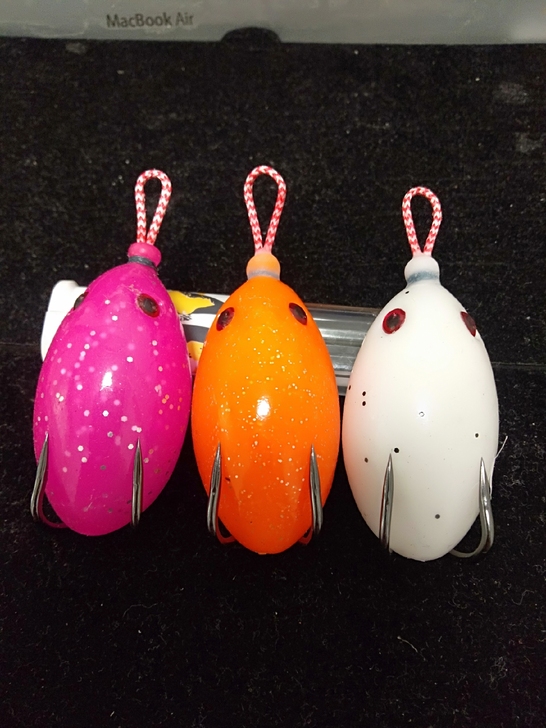 袖蛋雷蛙bkk 非毒蟾狂狐