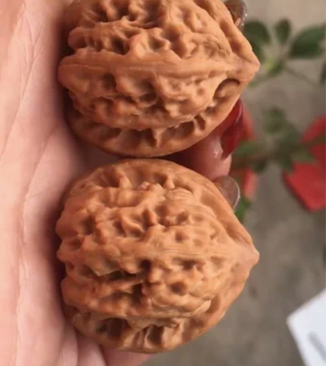 自然光拍摄祖公山小手捻儿,尺寸边34肚35...