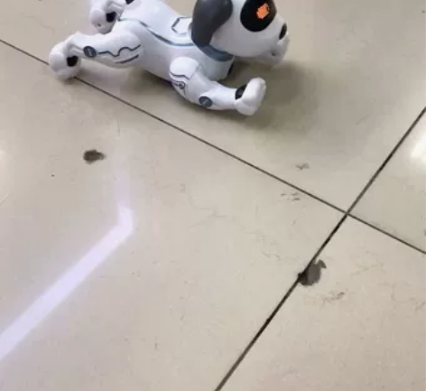 超好玩的狗 感兴趣的话点“我想要”和我私聊...