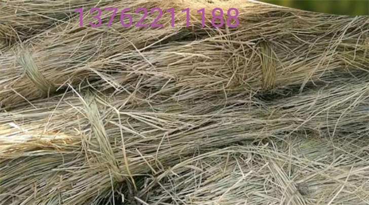 稻草8月份大量出售，欢迎订购，买家自提，卖...