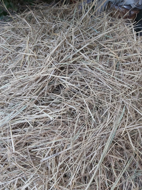 处理碎稻草,5斤装30元包邮。
