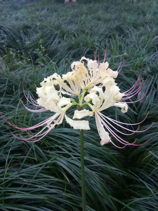 带花苞的彼岸花种球，曼珠沙华石蒜，换锦，忽...