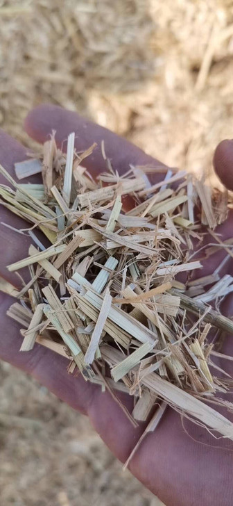 本稻草进口机器克拉斯切断2公分