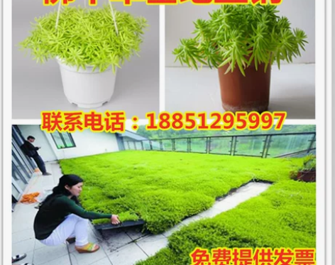屋顶绿化草坪草皮金叶佛甲草宿根多年生黄金佛...