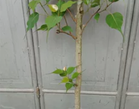 菩提树盆栽思维树 带叶子带原盆原土 包邮包