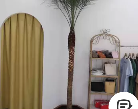 1号棚直溜型0.2-3.6米美丽针葵刺葵盆...