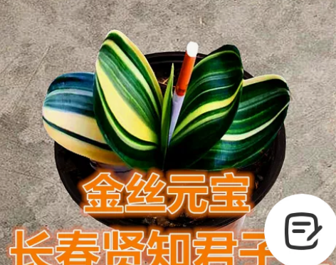 长春君子兰植物茶几金丝元宝彩兰鸳鸯福伦观叶...