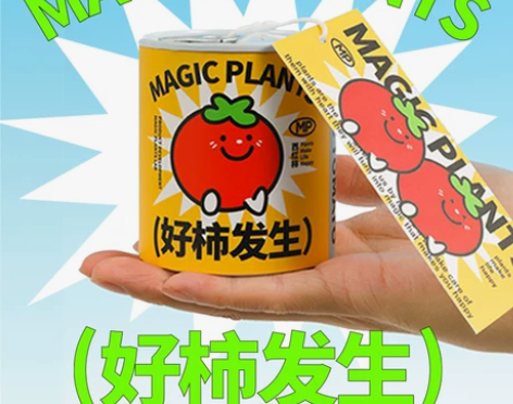 神奇植物好柿发生番茄种子罐头植物桌面盆栽绿...