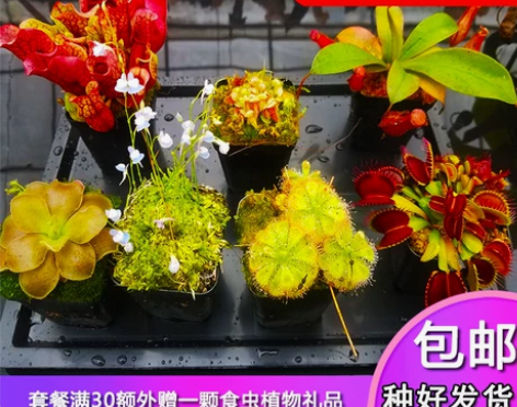 多种食虫植物组合套餐套装捕蝇草猪笼草茅膏菜...