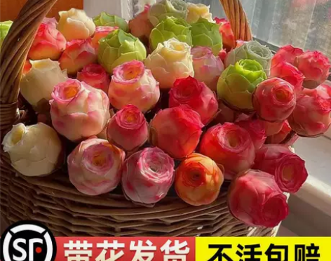 山地玫瑰多肉盆栽绿植物系列酒杯粉耶罗高山玫...