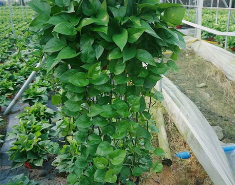 客厅长藤绿萝植物垂吊盆栽室内花卉吸甲醛新房...