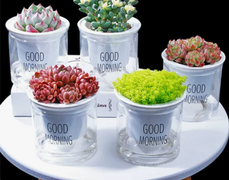 水培多肉植物组合盆栽绿植花卉办公室新手好养...