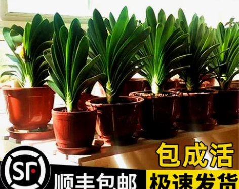 多肉四季君子兰盆栽带花苞老苗大小苗花卉植物...