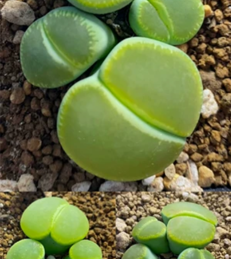 生石花群生  绿光阳  光阳君整个一个大漂...