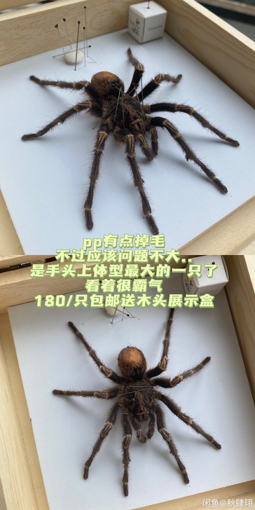 蜘蛛标本 具体品相如图 已经干燥好了可以直...