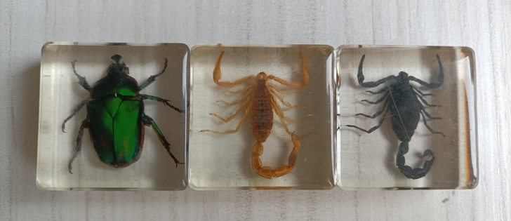 昆虫标本3个 出闲置