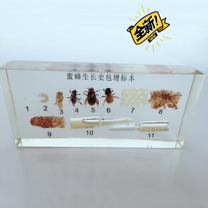 标本昆虫蜜蜂生长史内填标本
