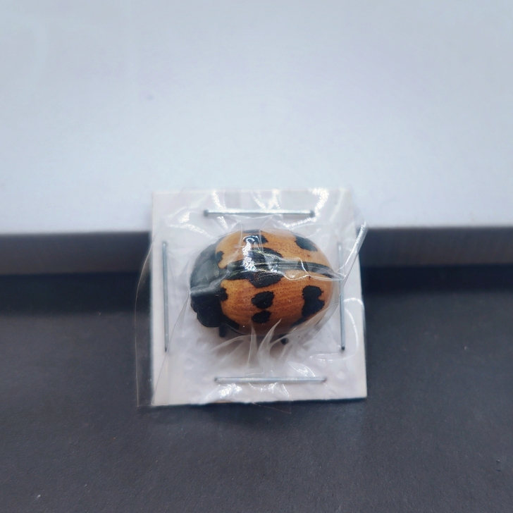 昆虫标本｜秘鲁 叶甲