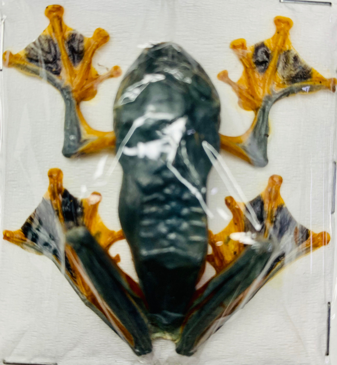 稀有蛙宝石天牛甲虫博物馆收藏艺术设计色彩展...