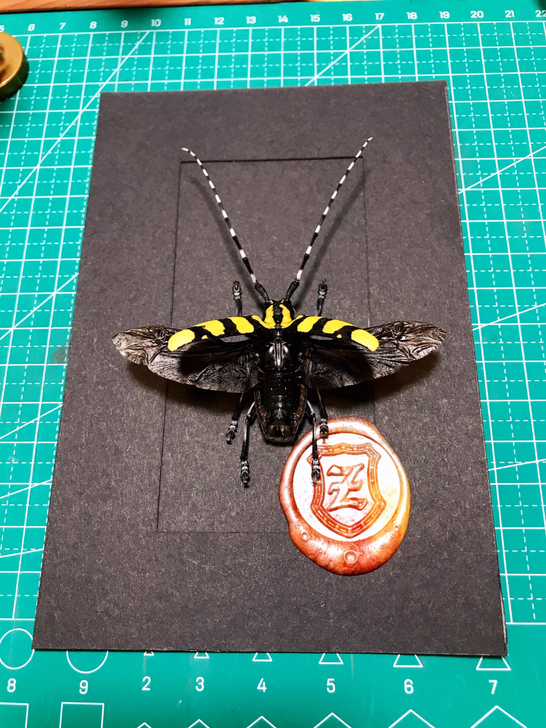 天牛标本 昆虫标本 甲虫标本 相框标本 楝...