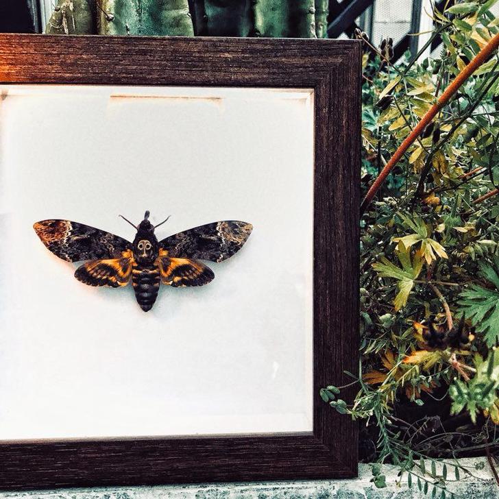 鬼面天蛾 鬼脸天蛾 昆虫标本  汉尼拔  ...