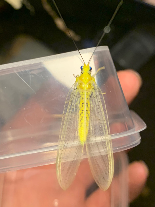 黄金草蛉，很漂亮，昆虫，标本。