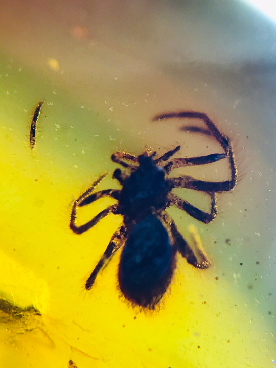 假一赔百。天然缅甸琥珀，虫珀。小学课本琥珀...