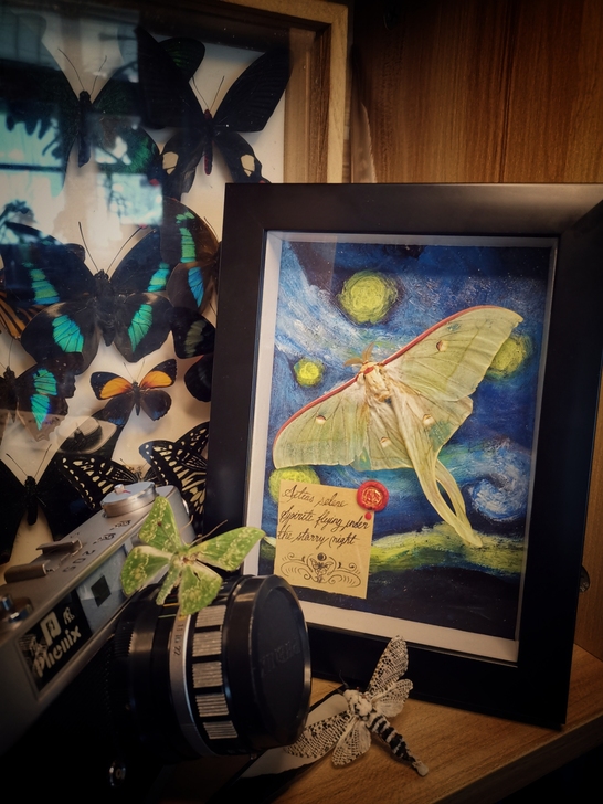 《星月夜》蚕蛾Active selene鳞...