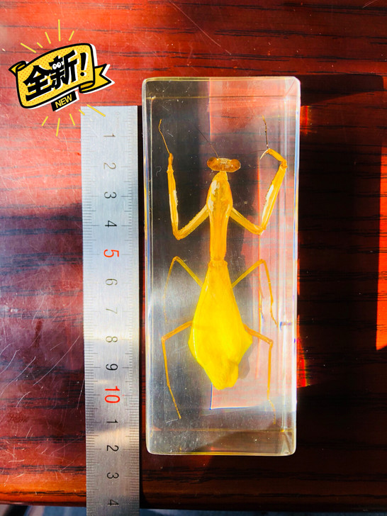 真实树脂昆虫琥珀标本摆件