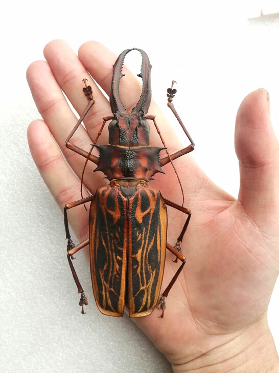 长牙大天牛  昆虫标本 甲虫140mm  ...