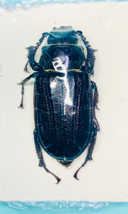 稀有肚斧天牛甲虫博物馆收藏艺术设计色彩展示...