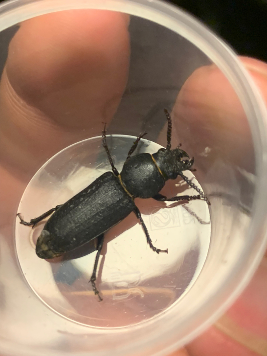 短角椎天牛,不像天牛的天牛。昆虫,标本。2...