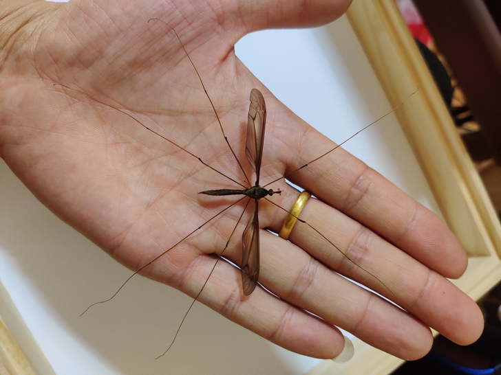 巨型蚊子昆虫甲虫标本