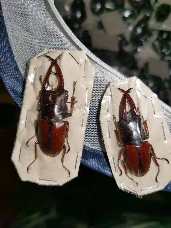 锹甲,甲虫,昆虫标本。