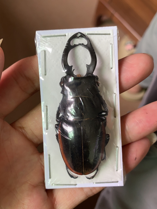 红边鬼艳,长牙公虫,原虫标本,70mm个体...