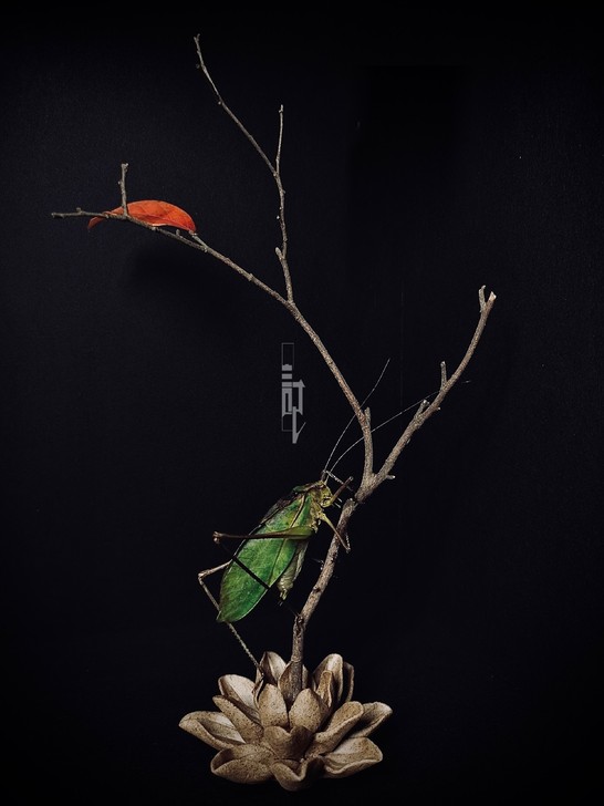 昆虫标本,生态标本