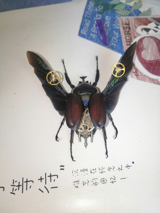 白条花金龟，蒸汽朋克标本，带框 优质实木，...
