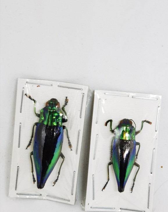 Cyphogastra calepyga吉...