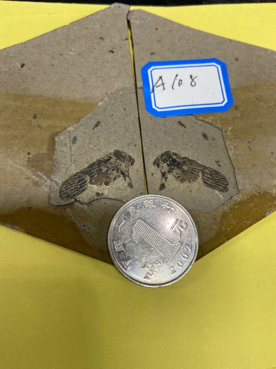 昆虫精品化石 收藏品