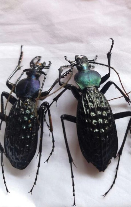 价格10阿步甲标本湿虫品质一流，采集信息齐...