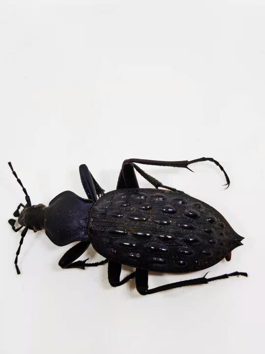 疤步甲#原虫#昆虫标本