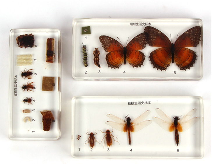 蒙氏教具蒙台梭利生活蒙特梭利昆虫成长标本早...