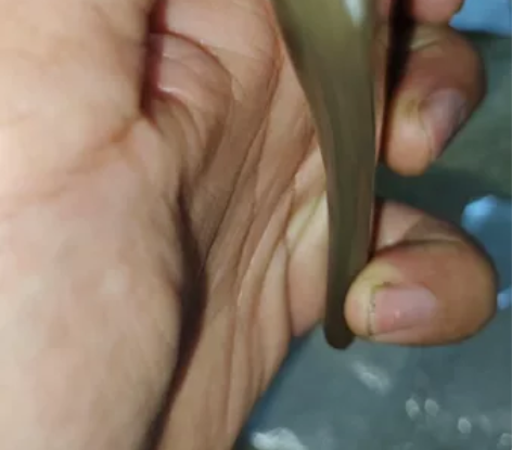 1.1厚白牦牛角三角板编号号1258-5 ...