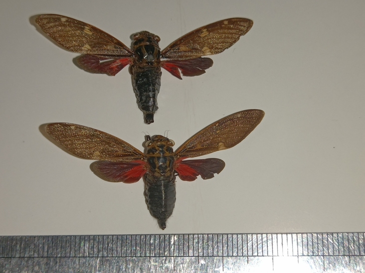 蝉标本 黑豹斑蝉一组 展翅品