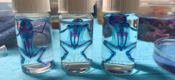 白化非洲爪蟾双染透明骨骼标本