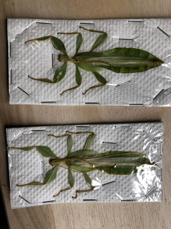 印尼叶樇竹节虫标本 公虫每只60