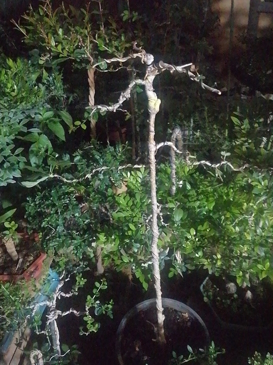 文人山里红盆景